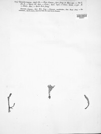 Clavulina rugosa image
